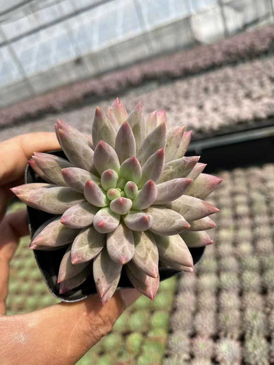 多肉植物 チェリー 54株セット 2.5号鉢 品番AF00030