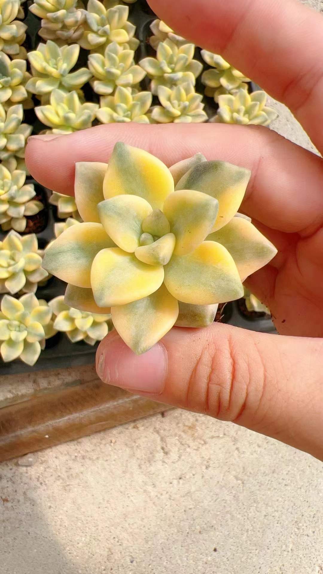 多肉植物 ミアンク錦 72株セット 品番AH00002