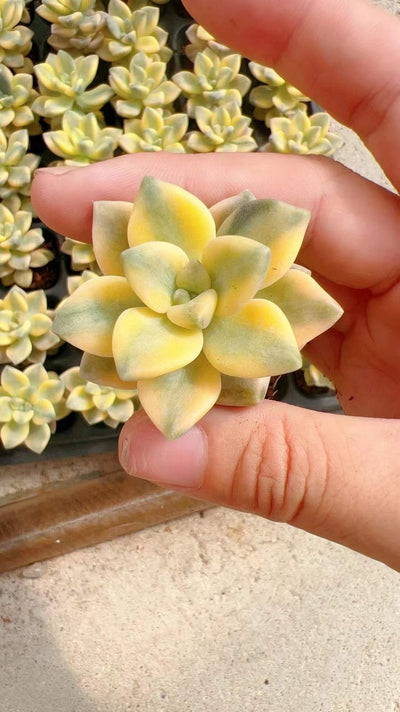 多肉植物 ミアンク錦 72株セット 品番AH00002