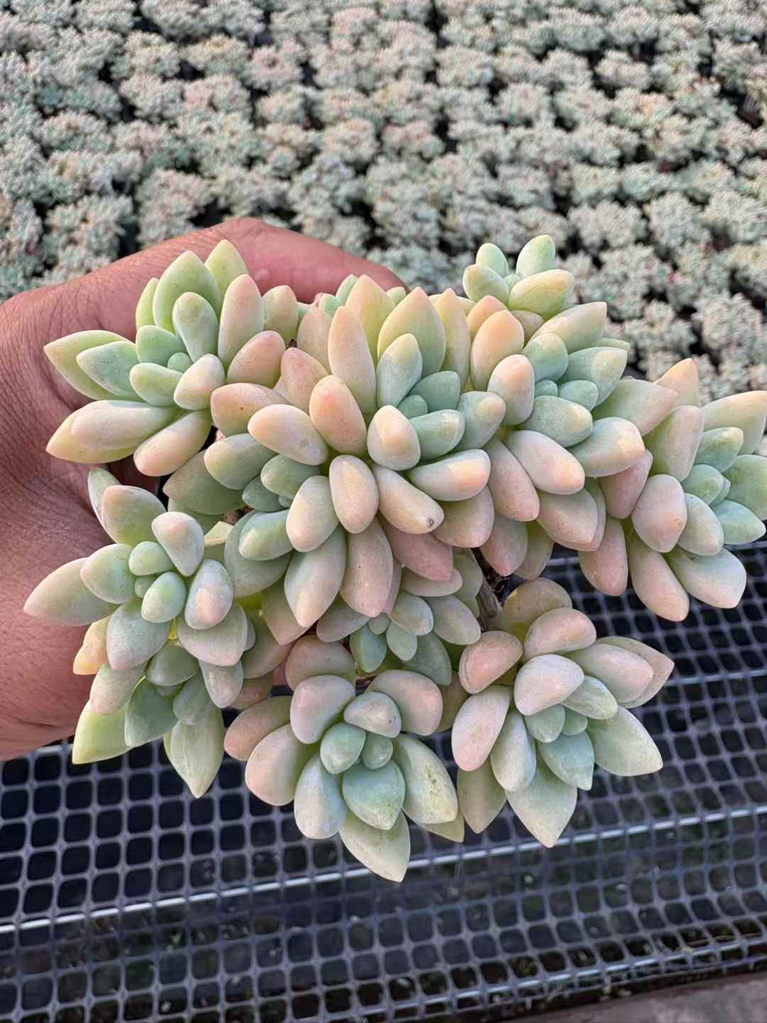 多肉植物 ちーずけーき 50株セット 2.5号鉢 品番AD00184