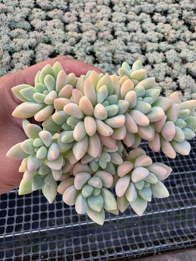 多肉植物 ちーずけーき 50株セット 2.5号鉢 品番AD00184