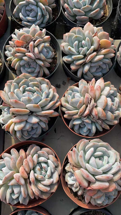 多肉植物 ダイダイコ 15株セット 4号鉢 品番AE00045