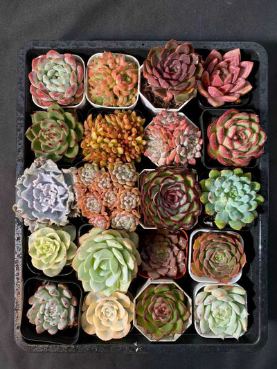 多肉植物 アソート(混合)品種:ランダム 20株セット 品番YP2