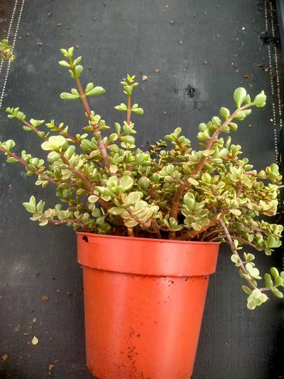 多肉植物 ロウショウガラクノマイ 9株セット 6号鉢 品番ZG00031