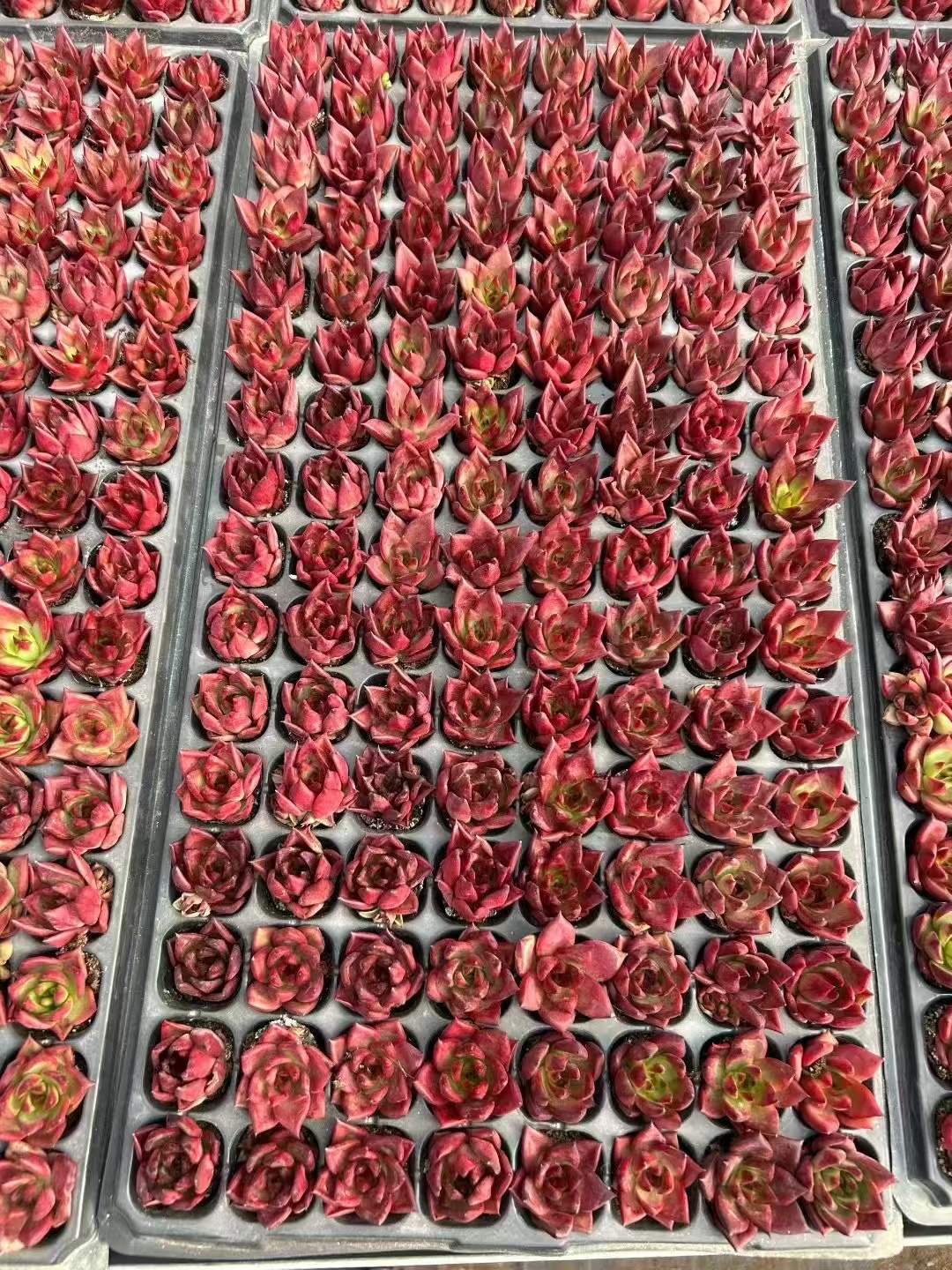 多肉植物 ロビン 105株セット 品番AH00014