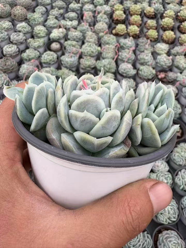 多肉植物 セイナ 36株セット 3号鉢 品番AD00145