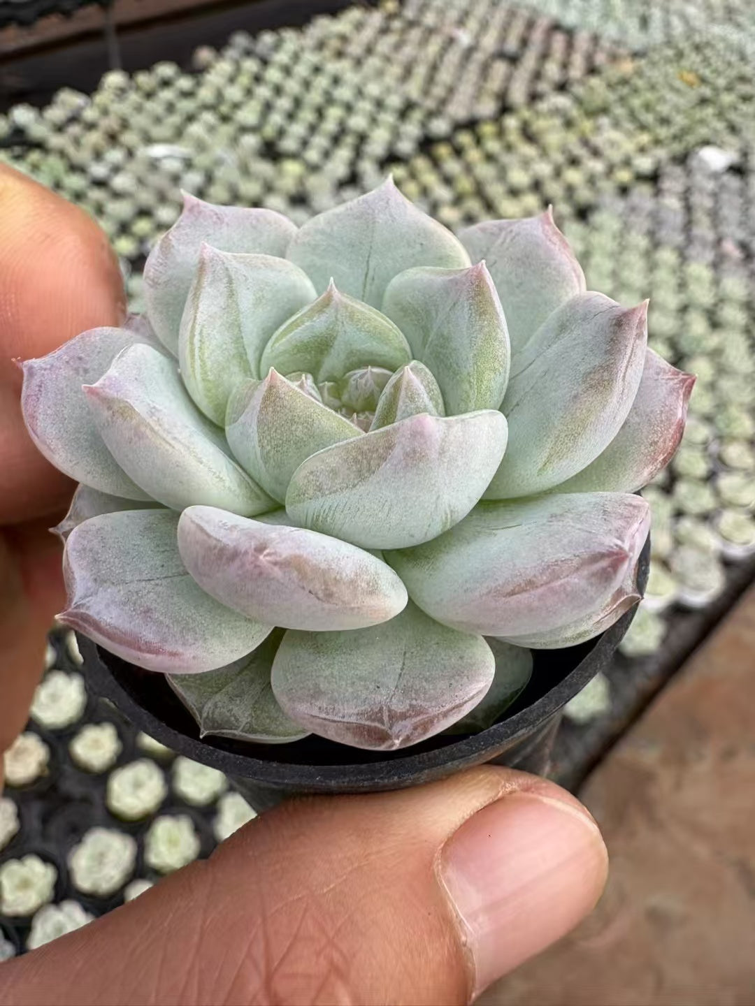 多肉植物 ユンシュイヨウ 50株セット 2号鉢 品番AD00018