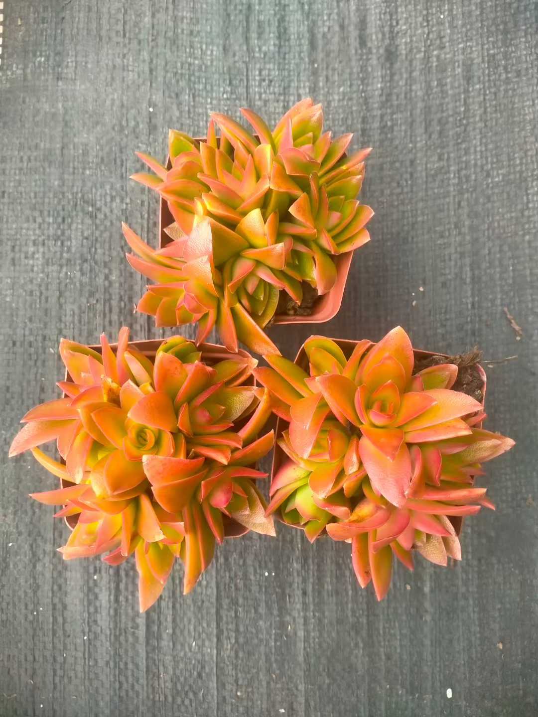 多肉植物 カサマツリ 48株セット 2.5号鉢 品番ZG00018