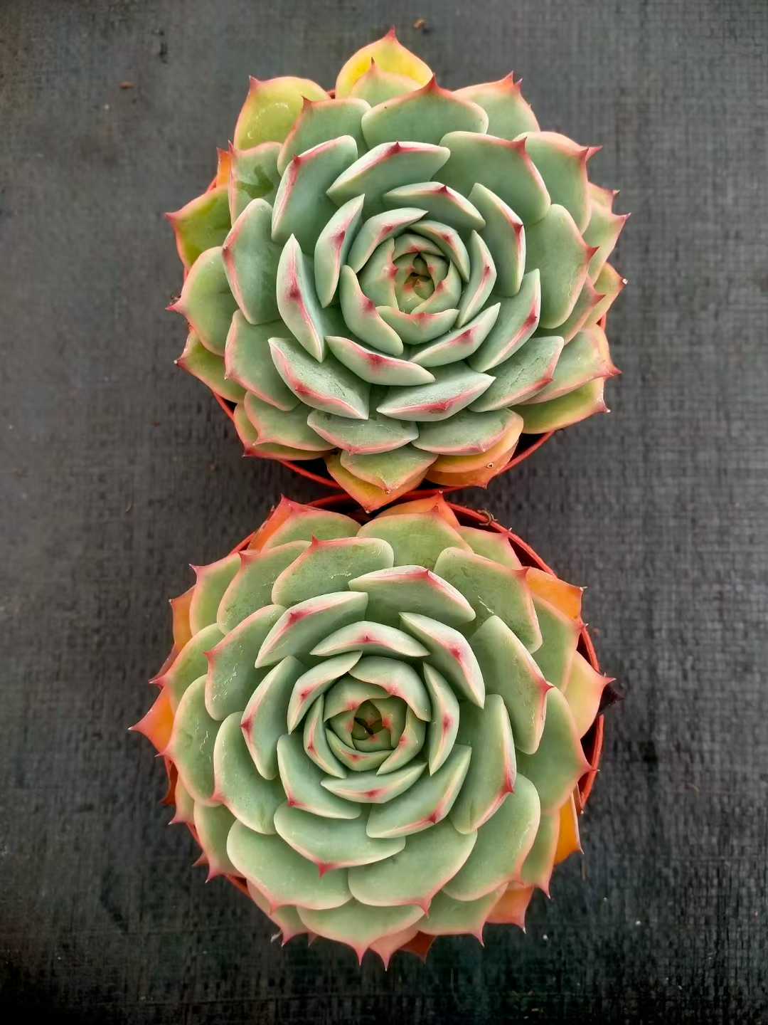 多肉植物 ピンクヒント 24株セット 4号鉢 品番ZG00025