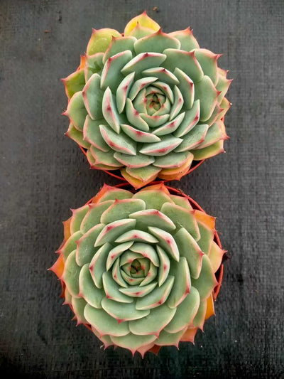 多肉植物 ピンクヒント 24株セット 4号鉢 品番ZG00025