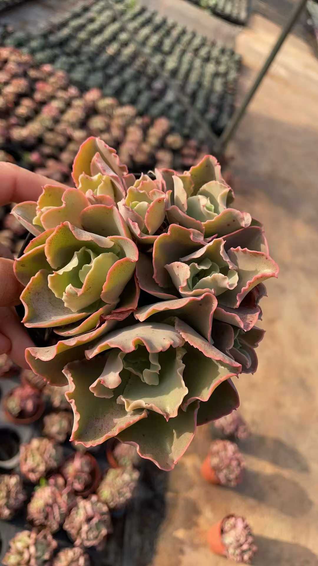 多肉植物 コウサドド 15株セット 4号鉢 品番AE00036