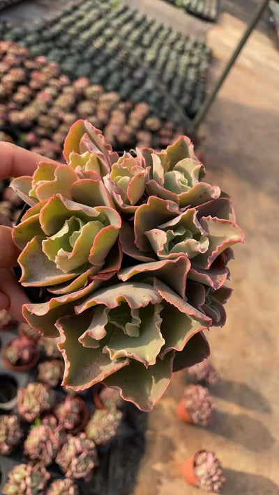 多肉植物 コウサドド 15株セット 4号鉢 品番AE00036