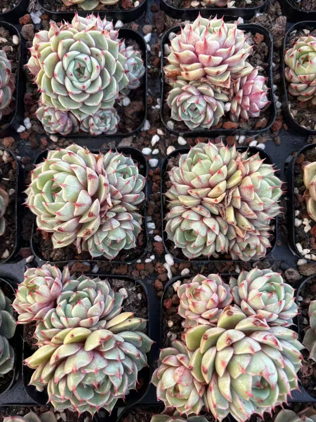 多肉植物 ベンバティス 50株セット 2.5号鉢 品番AD00048