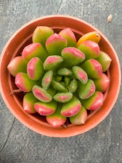 多肉植物 コウシン 35株セット 3号鉢 品番ZG00001