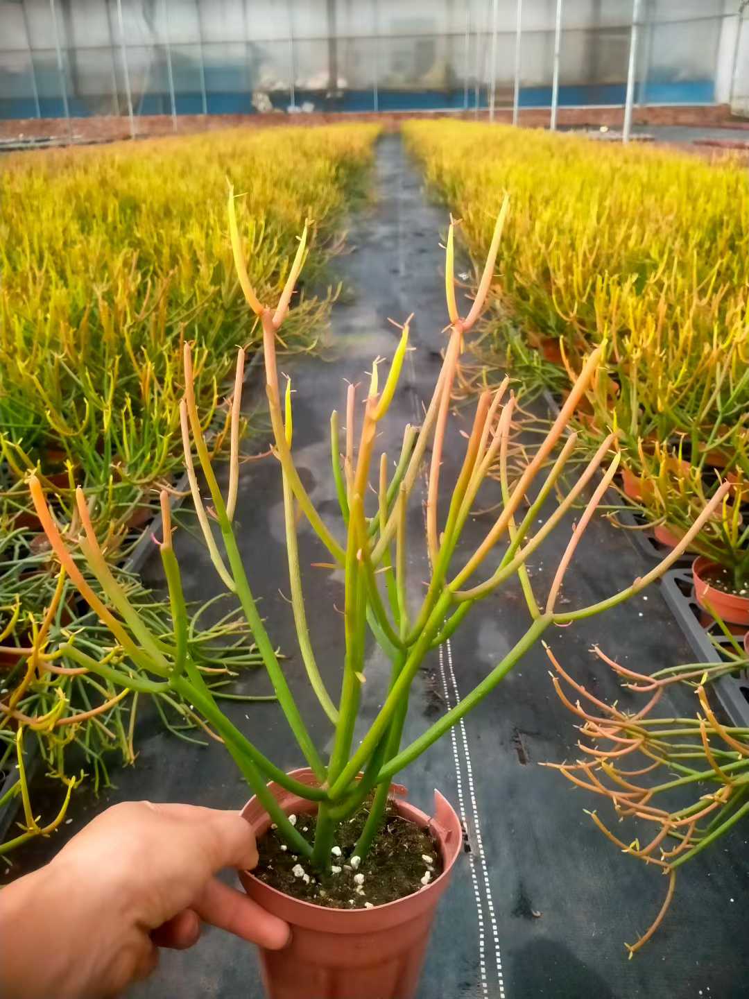 多肉植物 ベニサンゴセイショウ 24株セット 4号鉢 品番ZG00023