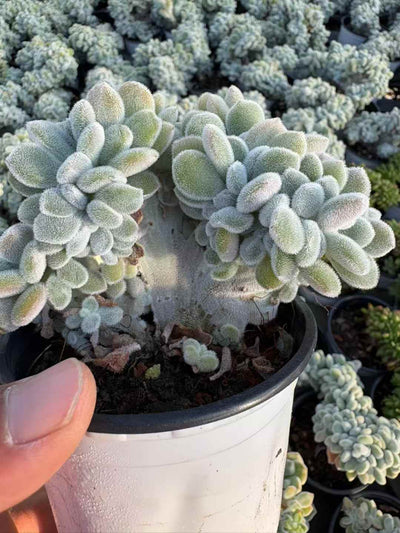 多肉植物 ゆきこうせい 18株セット 3号鉢 品番AD00231