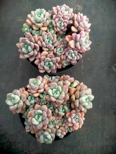 多肉植物 ハナブチカ 12株セット 5号鉢 品番ZG00068