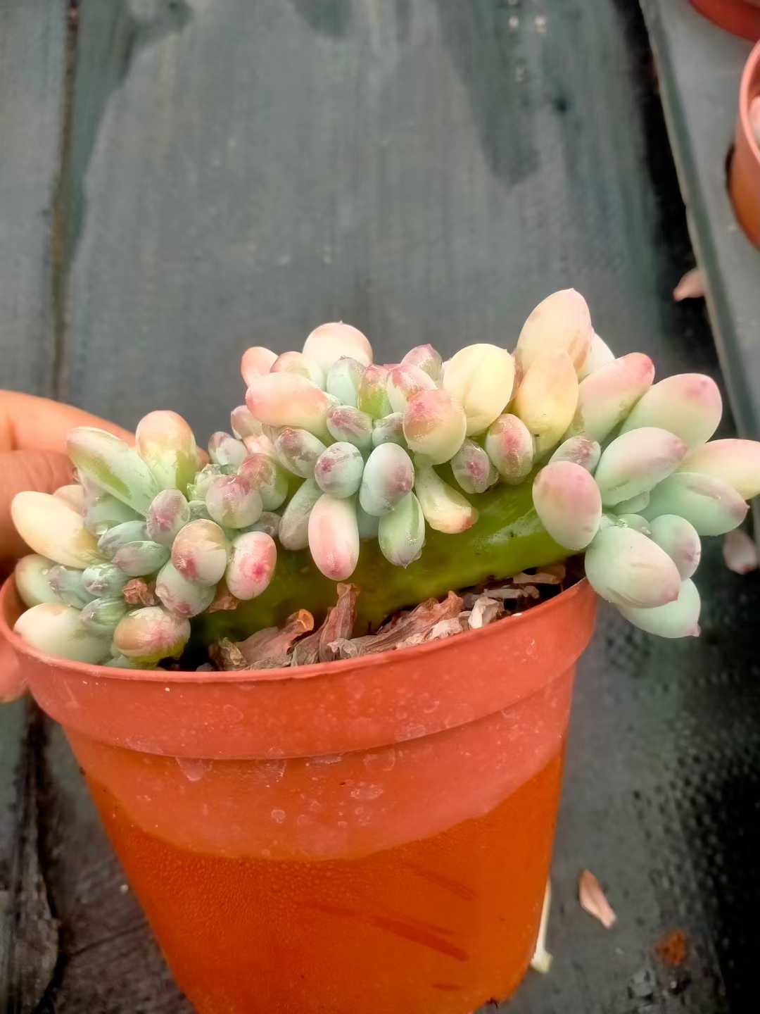 多肉植物 ミカヅキビジンテッカ 35株セット 3号鉢 品番ZG00014