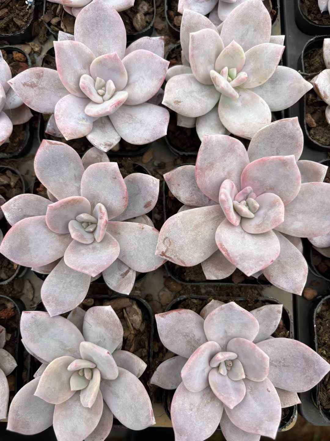 多肉植物 こうちゃ 50株セット 2.5号鉢 品番AD00034