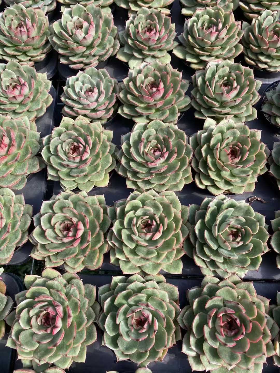 多肉植物 サンゴジェニー 35株セット 3号鉢 品番AF00038