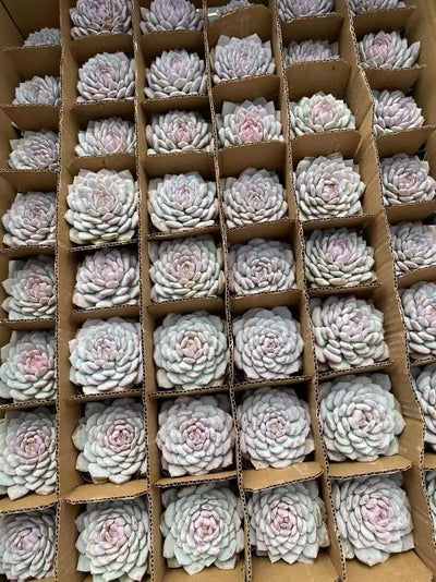 多肉植物 ホシホシオレンジ 54株セット 2.5号鉢 品番AF00043