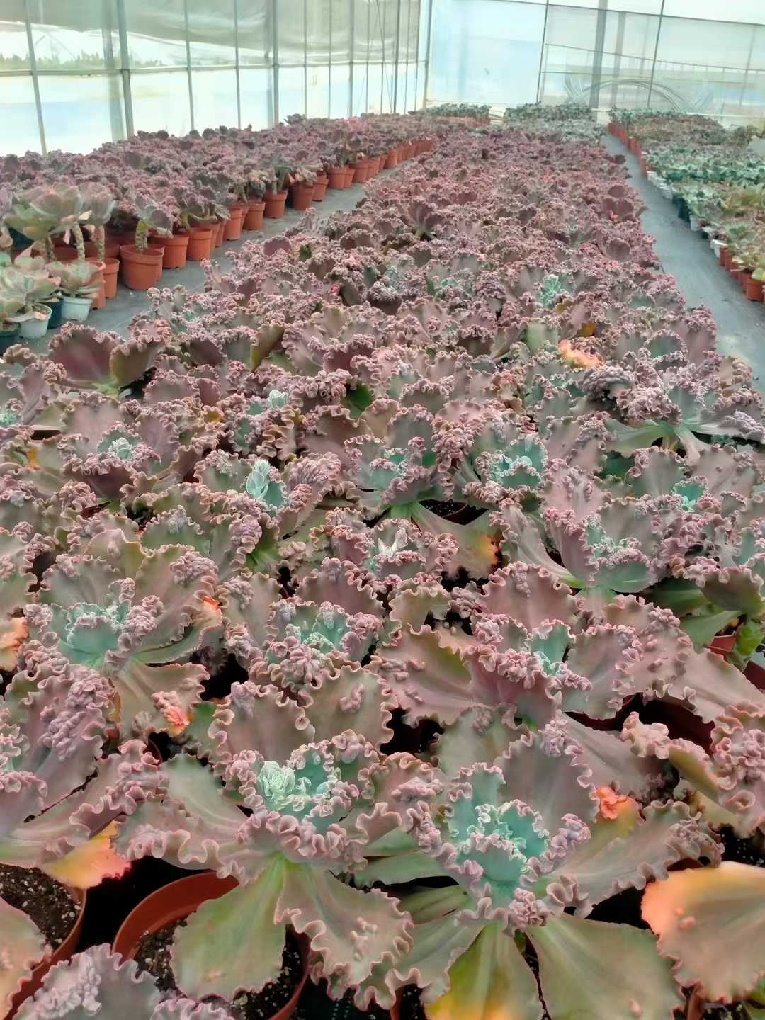 多肉植物 ダンシャク 8株セット 6号鉢 品番ZG00015