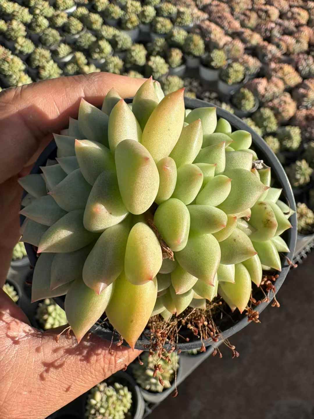 多肉植物 アイボリー 18株セット 3号鉢 品番AD00228