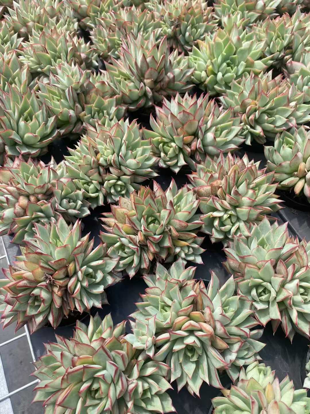 多肉植物 ホウレンドウグン 30株セット 3号鉢 品番AF00007