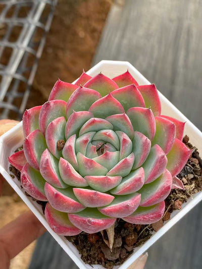 多肉植物 ピンククリスタル 50株セット 2.5号鉢 品番AA00129