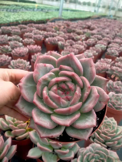 多肉植物 シャンパン 20株セット 5号鉢 品番ZG00016