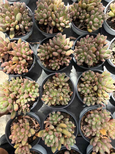 多肉植物 そうしず 36株セット 3号鉢 品番AD00129