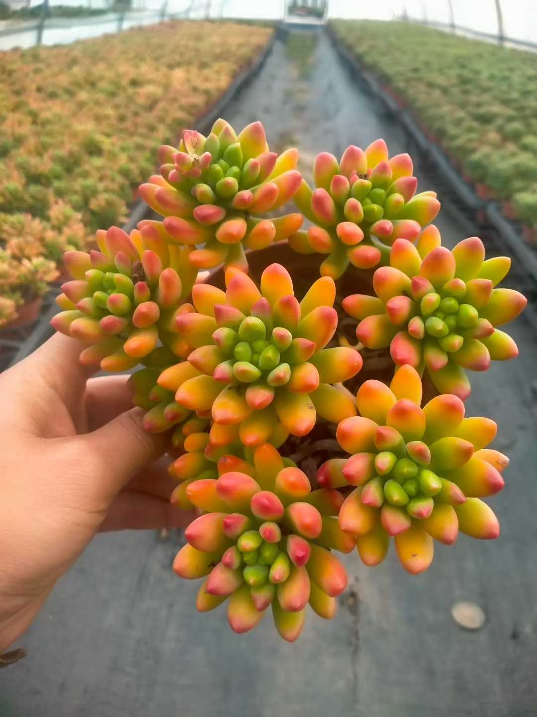 多肉植物 ハルモエロウカ 12株セット 5号鉢 品番ZG00073