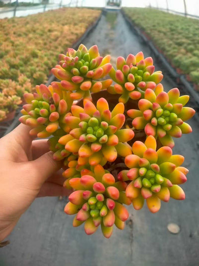 多肉植物 ハルモエロウカ 12株セット 5号鉢 品番ZG00073