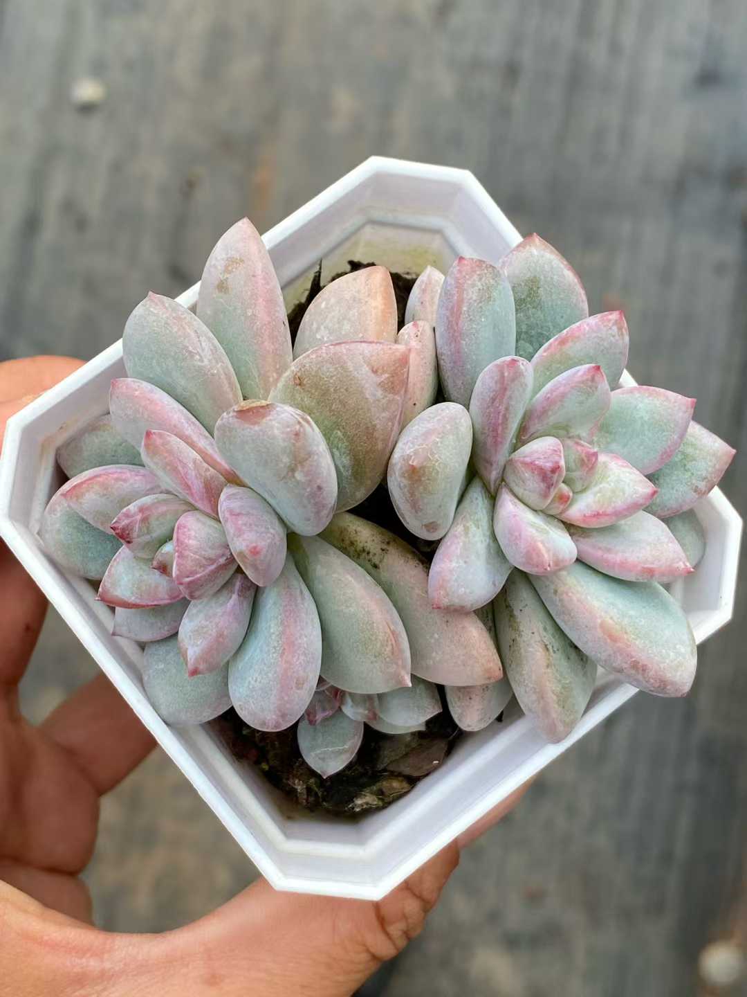 多肉植物 サクラ・スノー・ソウトウ 24株セット 2.5号鉢 品番AA00110