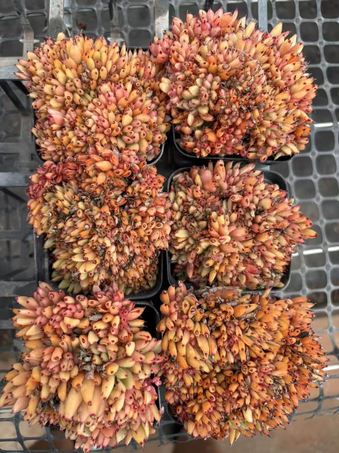 多肉植物 しゃち 50株セット 2.5号鉢 品番AD00085