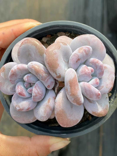 多肉植物 ピンクラビット 18株セット 3号鉢 品番AA00154
