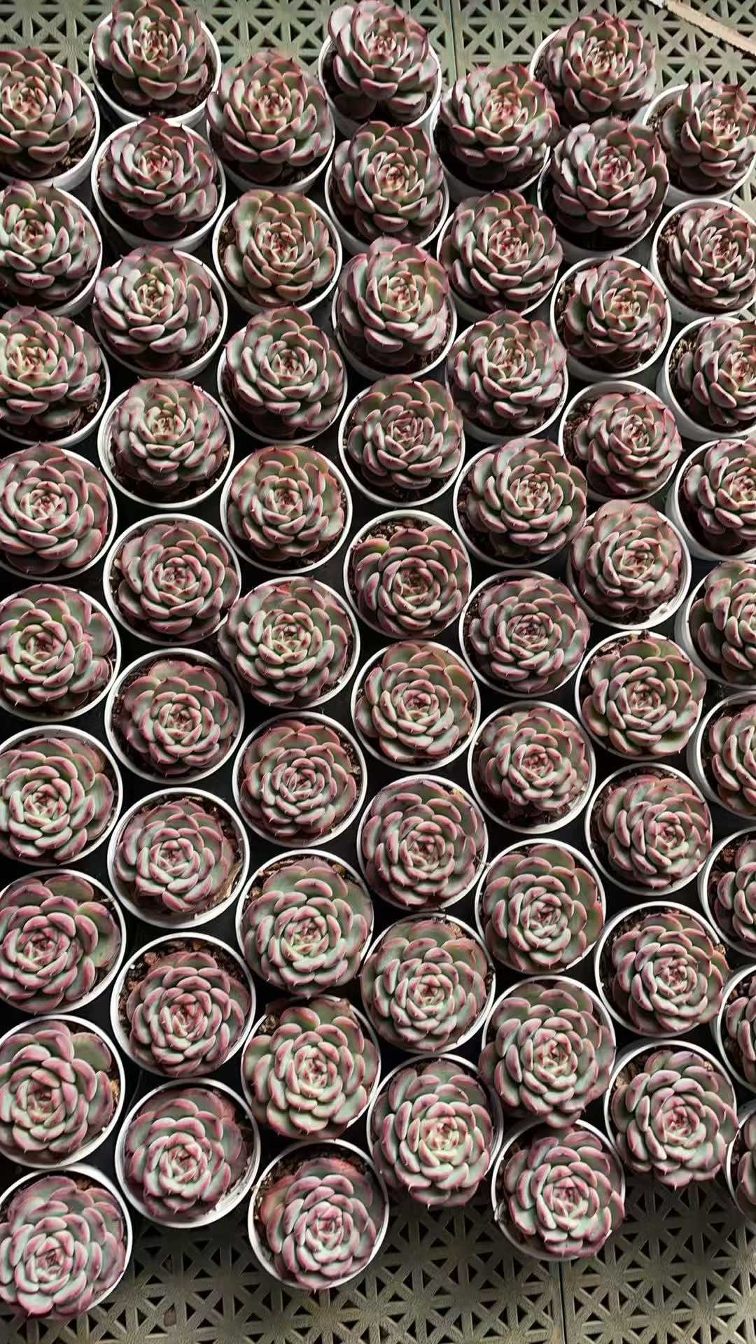 多肉植物 マセル 50株セット 2号鉢 品番AE00040