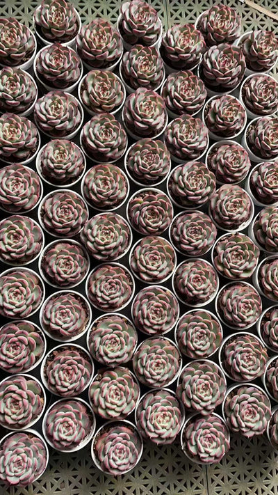 多肉植物 マセル 50株セット 2号鉢 品番AE00040