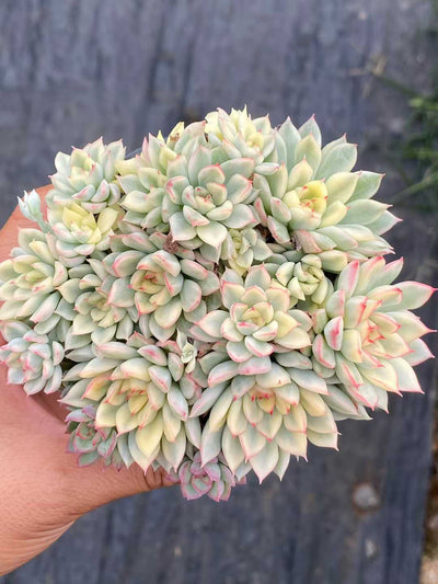 多肉植物 ジョシワ・ニシキ 18株セット 3号鉢 品番AA00171