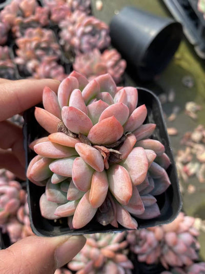 多肉植物 オールスター 50株セット 2.5号鉢 品番AF00014