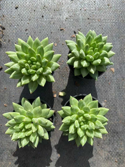 多肉植物 コッコツブン55シャープ 54株セット 2号鉢 品番AF00053