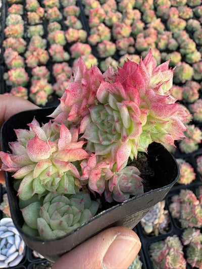 多肉植物 べにしぎ 50株セット 2.5号鉢 品番AD00241