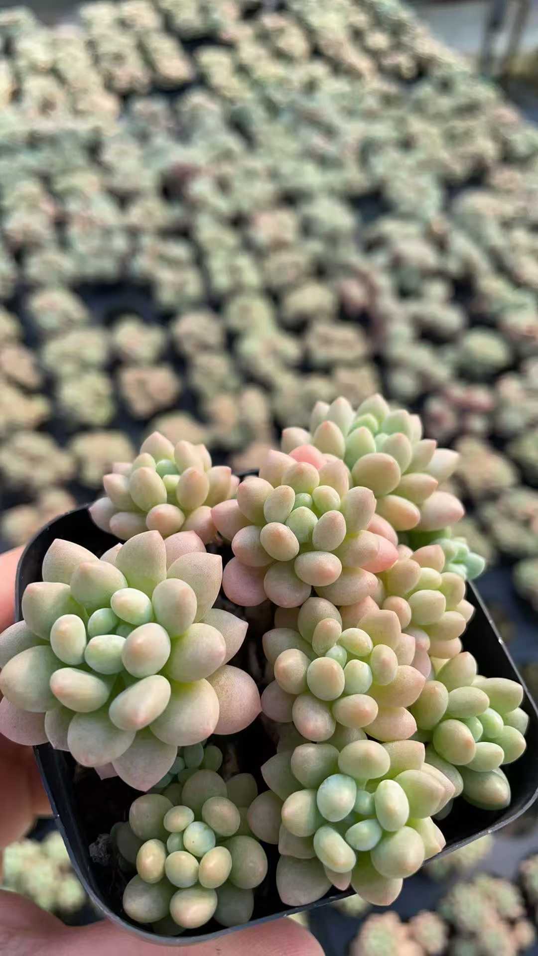 多肉植物 ロココ 50株セット 2.5号鉢 品番AE00013