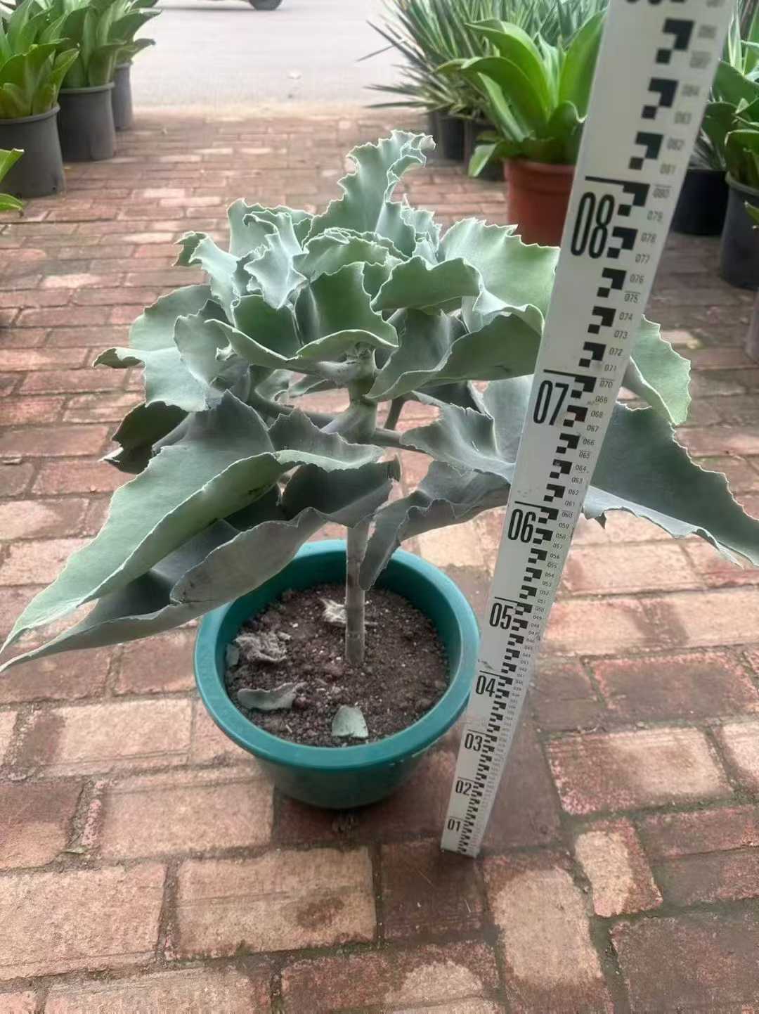 多肉植物 センニョノマイ 2株セット 9号鉢 品番ZG00039