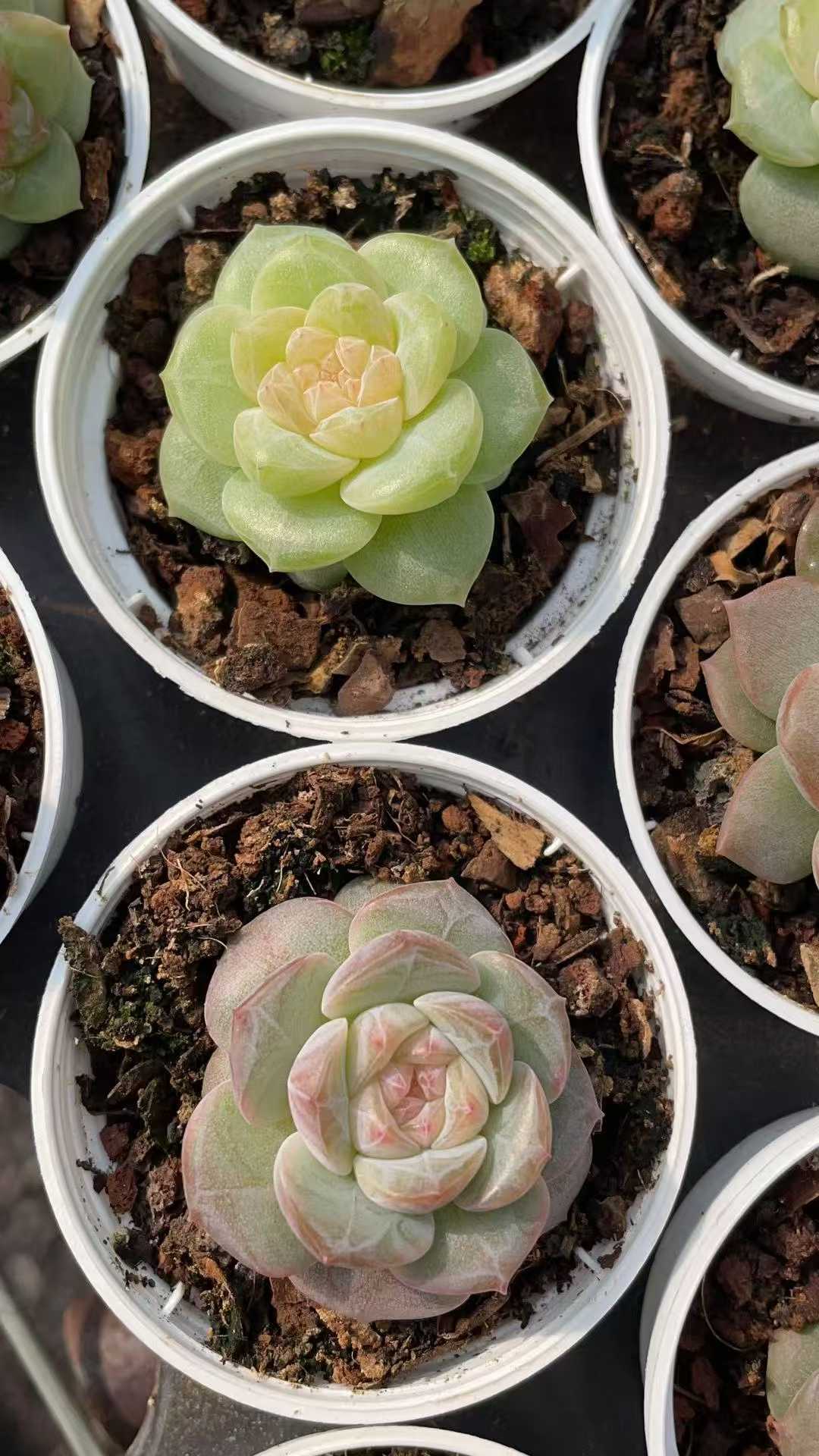 多肉植物 トウシンジェニー 50株セット 2号鉢 品番AE00044