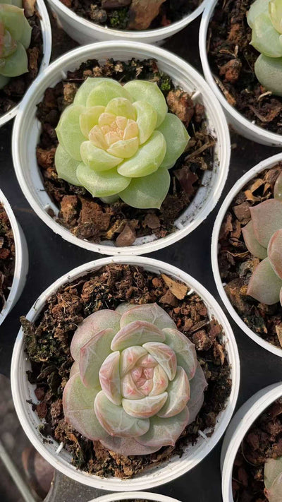 多肉植物 トウシンジェニー 50株セット 2号鉢 品番AE00044