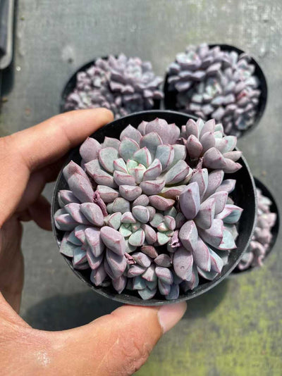 多肉植物 サファイアグン 35株セット 3号鉢 品番AF00020