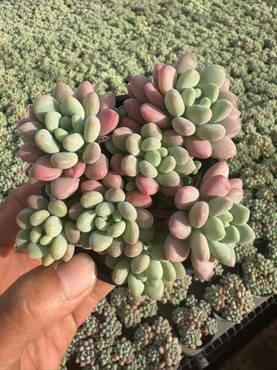 多肉植物 キャビア 18株セット 3号鉢 品番AD00211