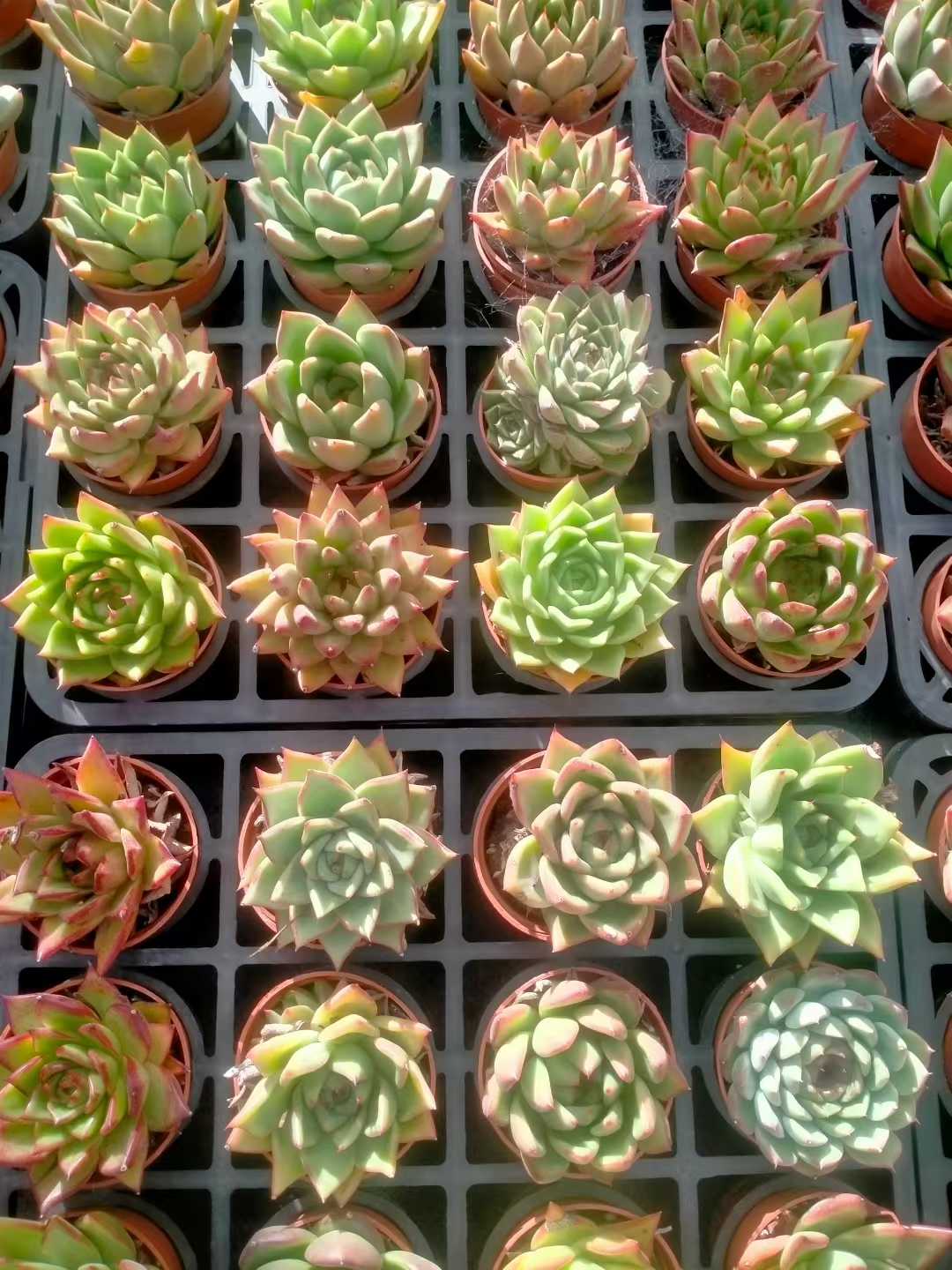 多肉植物 トウウンザ 35株セット 3号鉢 品番ZG00071