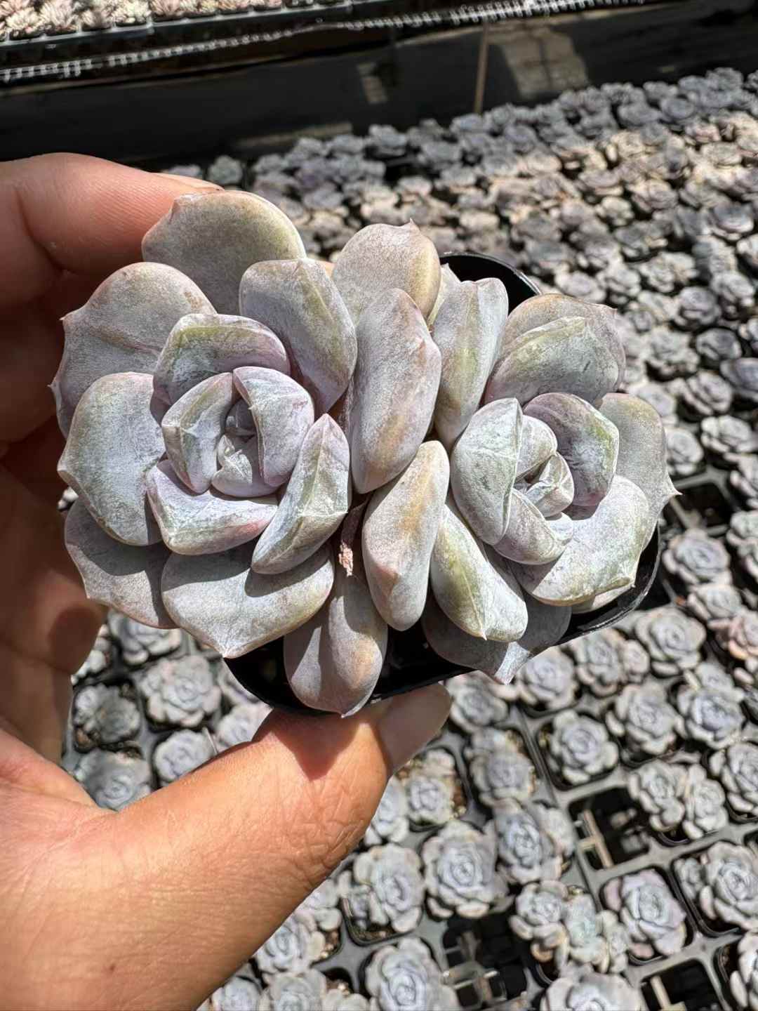 多肉植物 ハンバーガージェニー 50株セット 2.5号鉢 品番AD00196